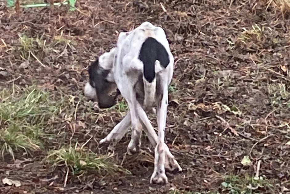 Avviso Ritrovamento Cane Non conosciuta Cuzieu Francia