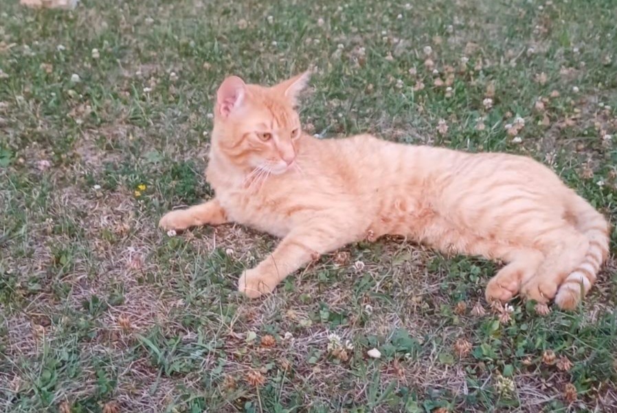 Avviso scomparsa Gatto  Maschio , 2 anni Saint-Aubin-de-Nabirat Francia