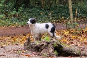 Fundmeldung Hond kräizung Onbekannt Vincennes France