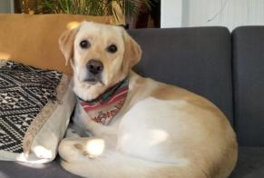 Verdwijningsalarm Hond  Mannetje , 4 jaar Fully Zwitserland