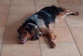 Verdwijningsalarm Hond  Vrouwtje , 5 jaar Altura Portugal