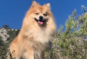 Verdwijningsalarm Hond  Mannetje , 3 jaar Crans-Montana Zwitserland