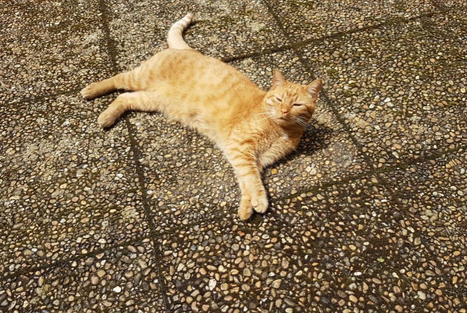 Verdwijningsalarm Kat Mannetje , 2 jaar Dardilly Frankrijk