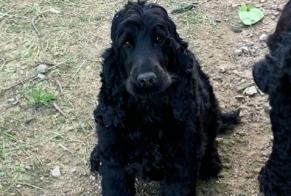 Verdwijningsalarm Hond  Vrouwtje , 3 jaar Saint-Haon-le-Vieux Frankrijk