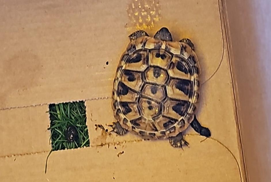 Ontdekkingsalarm Schildpad Onbekend Monthey Zwitserland