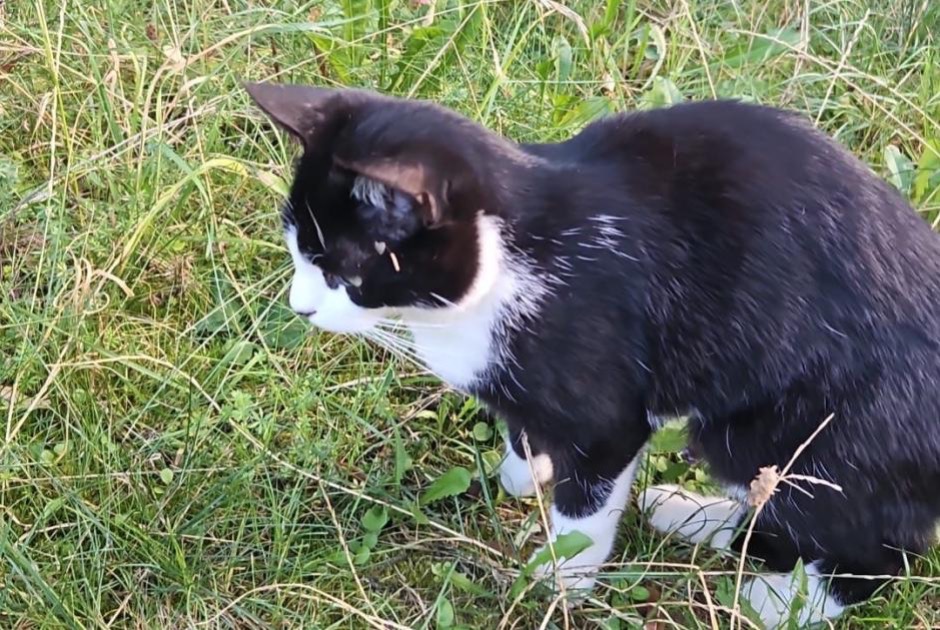 Verdwijningsalarm Kat Mannetje , 2 jaar Oron Zwitserland