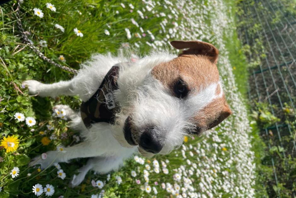 Verdwijningsalarm Hond  Mannetje , 8 jaar Noisiel Frankrijk