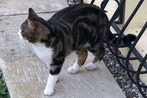 Ontdekkingsalarm Kat Mannetje Vouvry Zwitserland