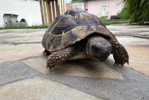 Ontdekkingsalarm Schildpad Onbekend Lonay Zwitserland