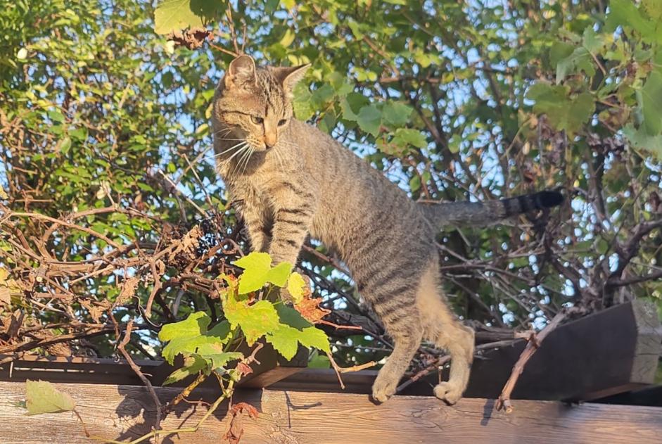 Ontdekkingsalarm Kat Vrouwtje Morges Zwitserland