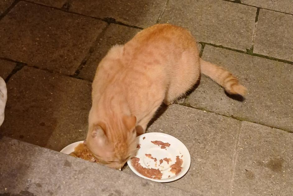 Ontdekkingsalarm Kat  Mannetje Charleroi België