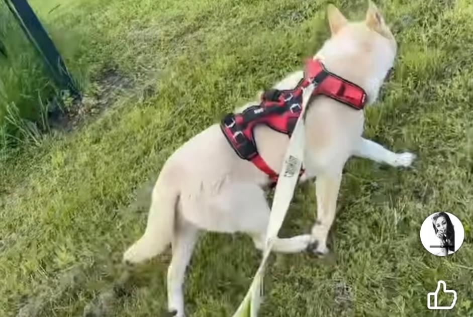 Verdwijningsalarm Hond  Mannetje , 2 jaar Polaincourt-et-Clairefontaine Frankrijk