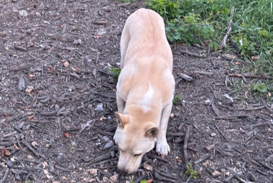 Verdwijningsalarm Hond  Mannetje , 2 jaar Polaincourt-et-Clairefontaine Frankrijk