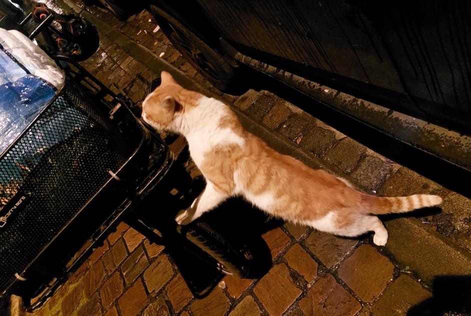 Ontdekkingsalarm Kat Mannetje Schaerbeek België