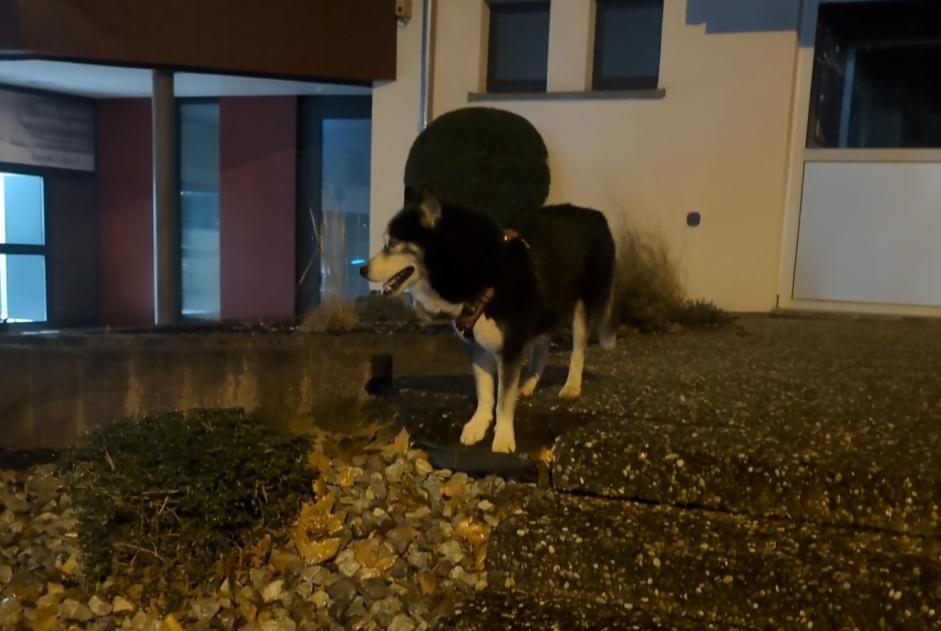 Ontdekkingsalarm Hond  Onbekend Haguenau Frankrijk