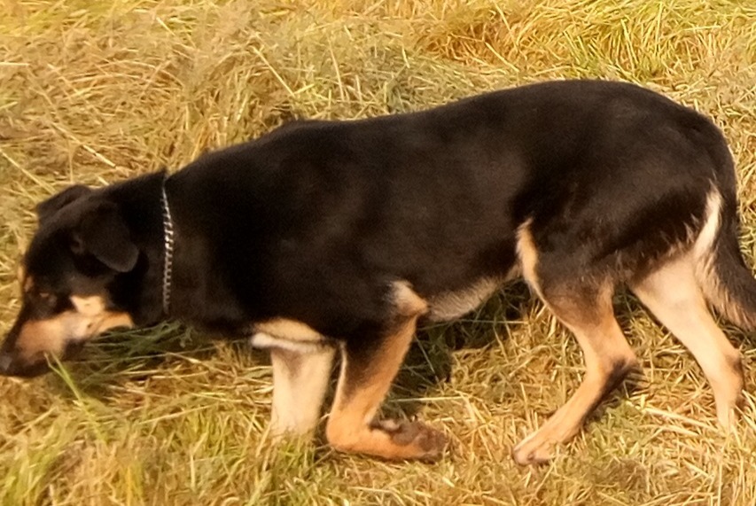 Verdwijningsalarm Hond rassenvermenging Mannetje , 4 jaar La Bazouge-de-Chéméré Frankrijk