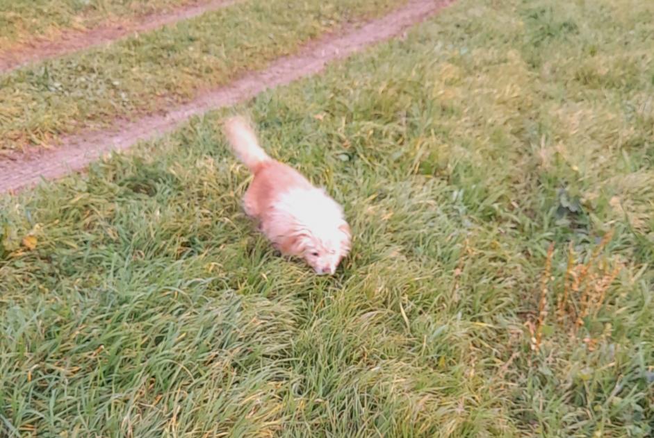 Ontdekkingsalarm Hond rassenvermenging Mannetje Poulx Frankrijk