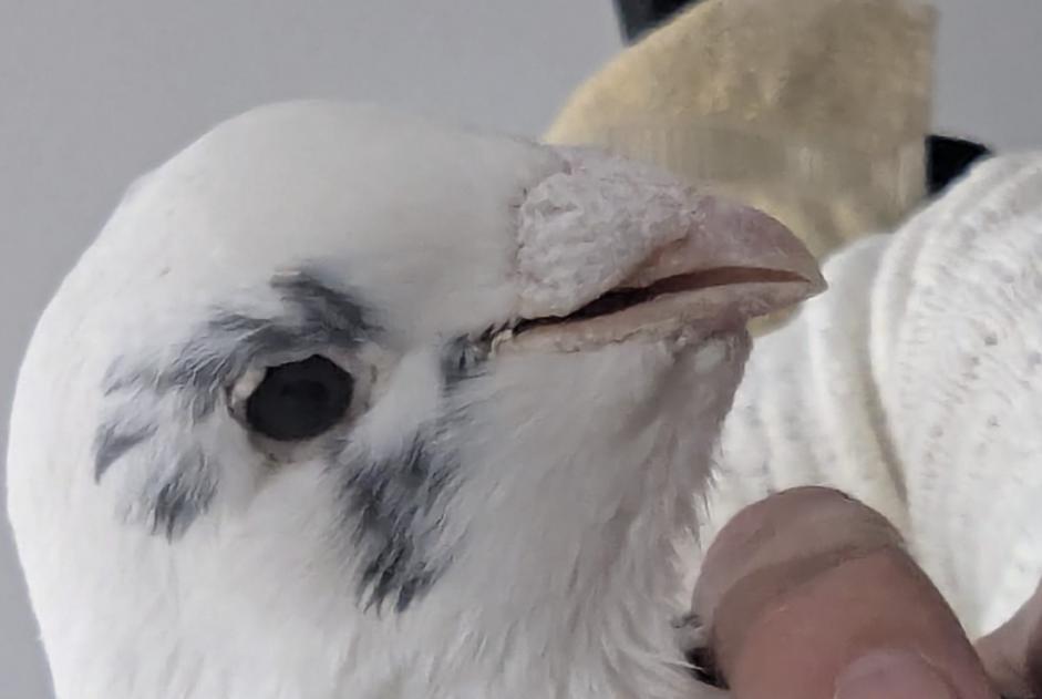 Ontdekkingsalarm Vogel Onbekend Salaise-sur-Sanne Frankrijk