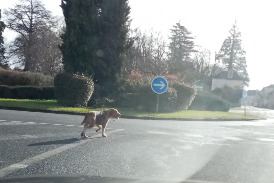 Ontdekkingsalarm Hond rassenvermenging Onbekend Lussac-les-Châteaux Frankrijk