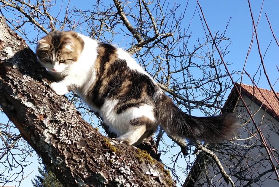 Verdwijningsalarm Kat rassenvermenging Mannetje , 1 jaar Esboz-Brest Frankrijk