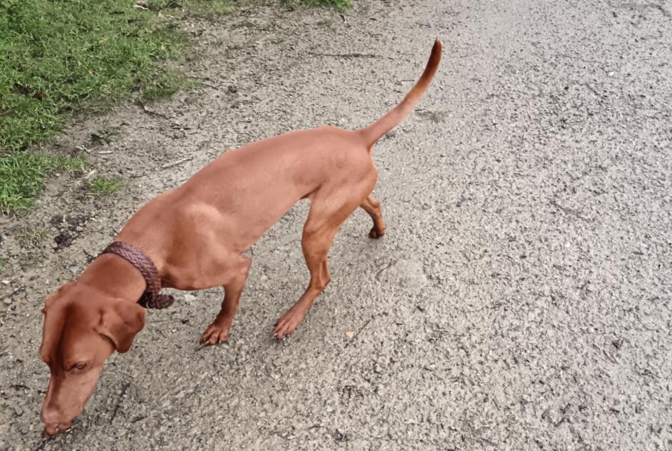 Ontdekkingsalarm Hond  Mannetje Auray Frankrijk