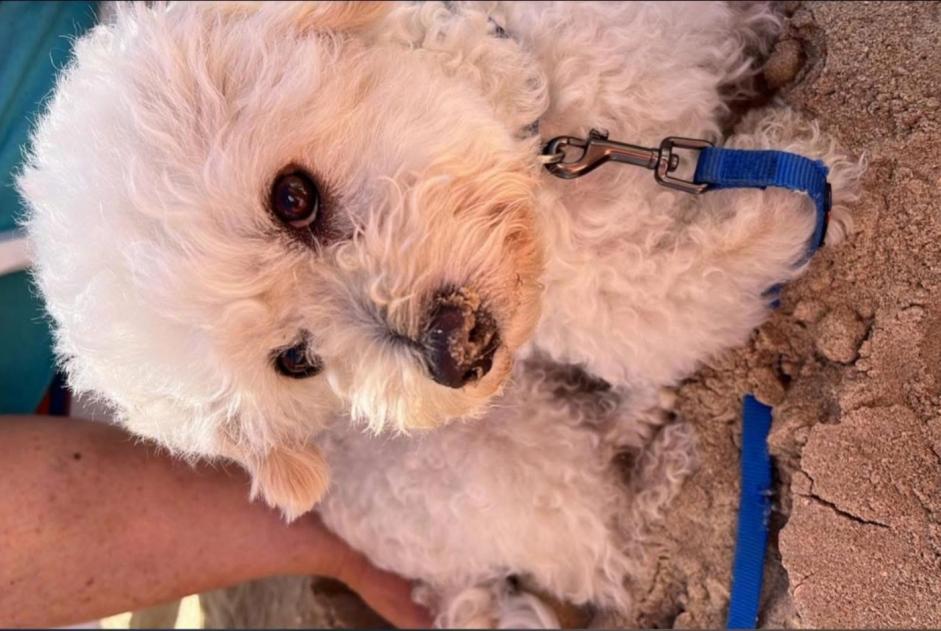 Verdwijningsalarm Hond rassenvermenging Mannetje , 8 jaar Charleroi België