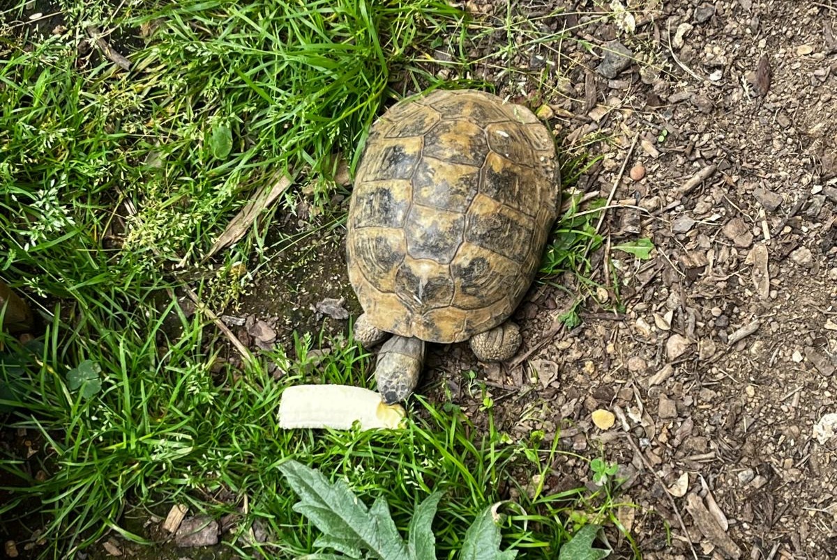 Verdwijningsalarm Schildpad Mannetje , 2025 jaar Cesson-Sévigné Frankrijk