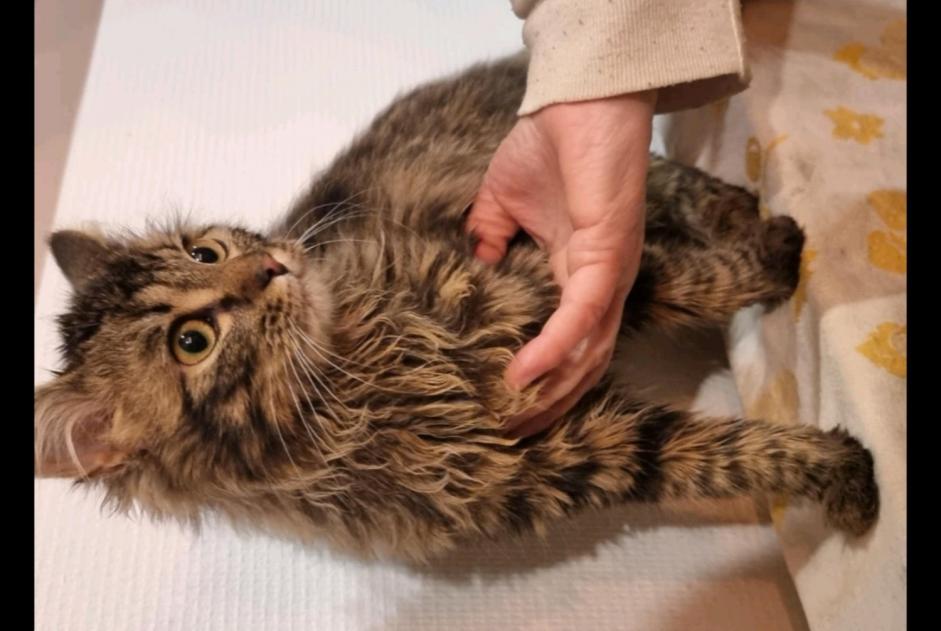 Ontdekkingsalarm Kat Mannetje Bouillon België