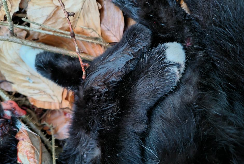 Ontdekkingsalarm Kat Mannetje , 5 jaar Liège België