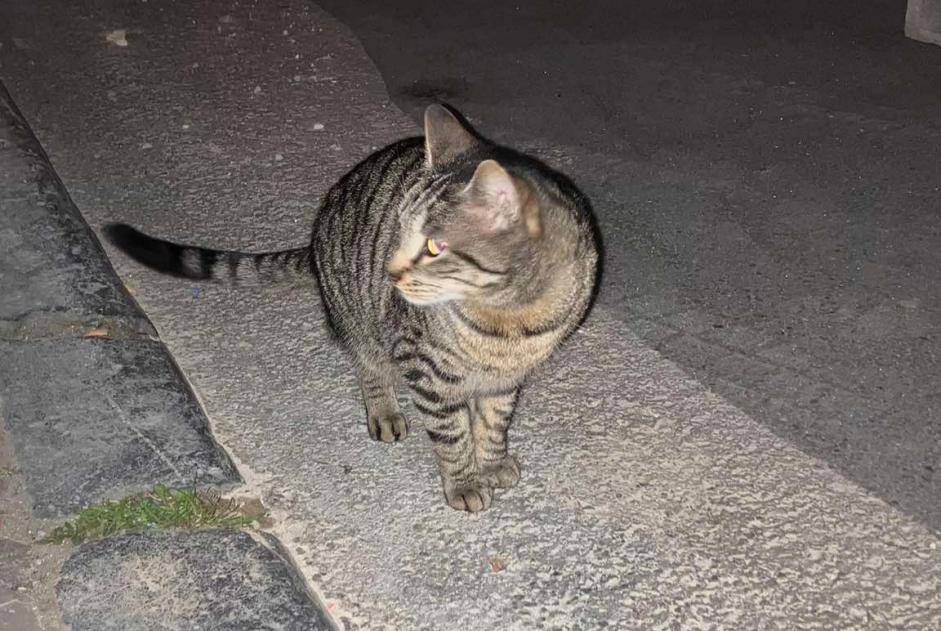 Ontdekkingsalarm Kat Mannetje Liège België