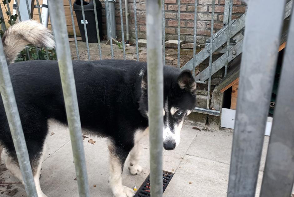 Ontdekkingsalarm Hond  Mannetje Durbuy België