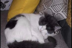 Alerta desaparecimento Gato  Fêmea , 2 anos Six-Fours-les-Plages France