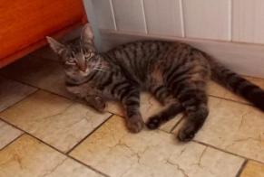 Alerta desaparecimento Gato Fêmea , 2 anos Saint-Mexant France