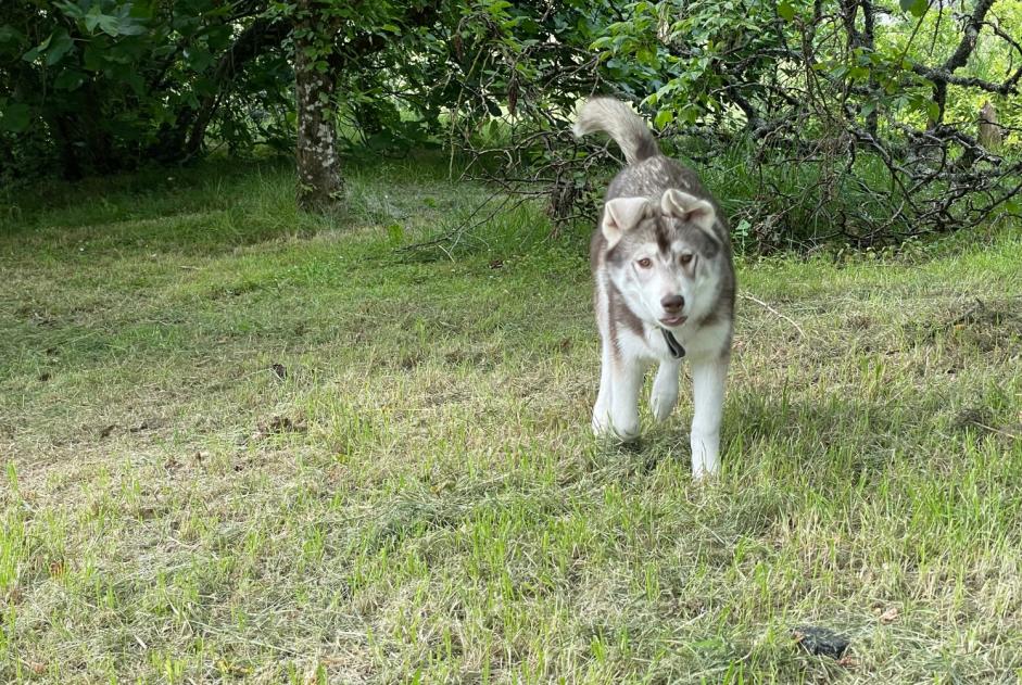 Alerta desaparecimento Cão  Macho , 0 anos Bouloc-en-Quercy France