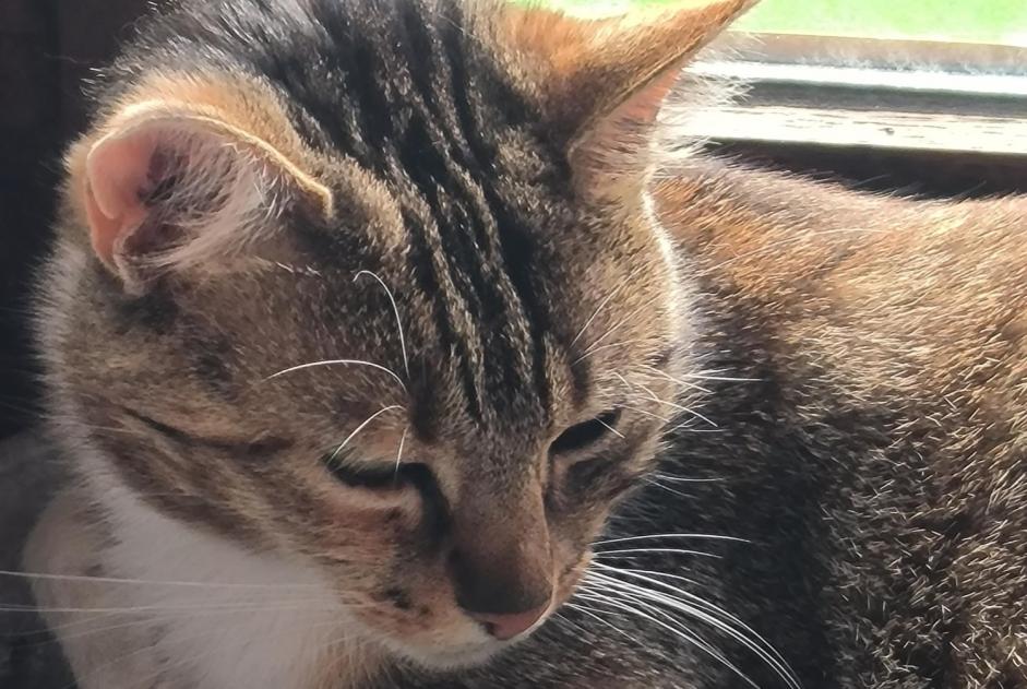 Alerta desaparecimento Gato Fêmea , 2 anos La Bruyère Belgium