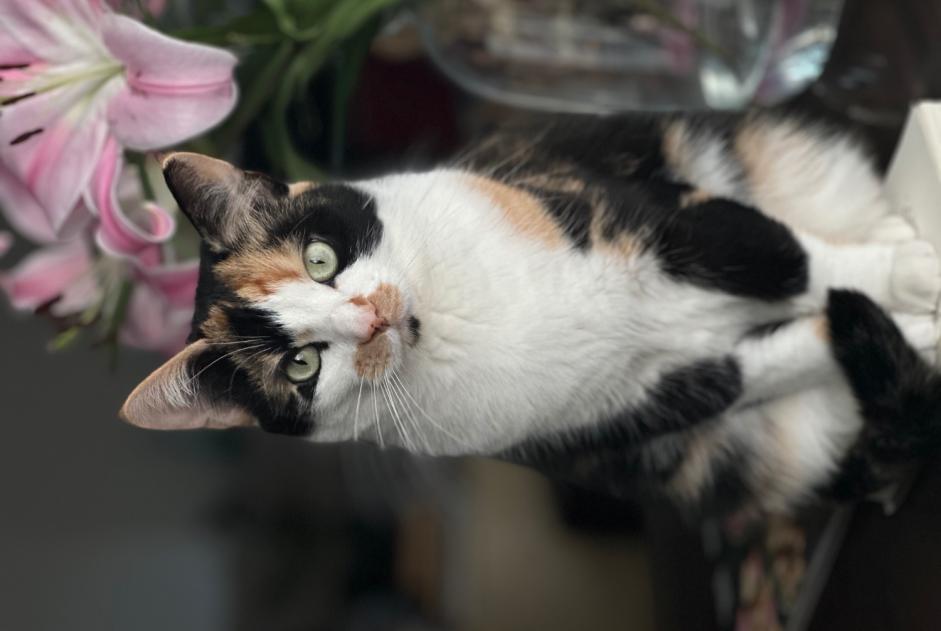 Alerta desaparecimento Gato  Fêmea , 4 anos Uccle Belgium