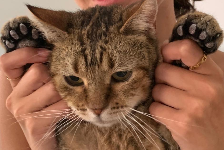 Alerta desaparecimento Gato cruzamento Macho , 4 anos Villers-la-Ville Belgium