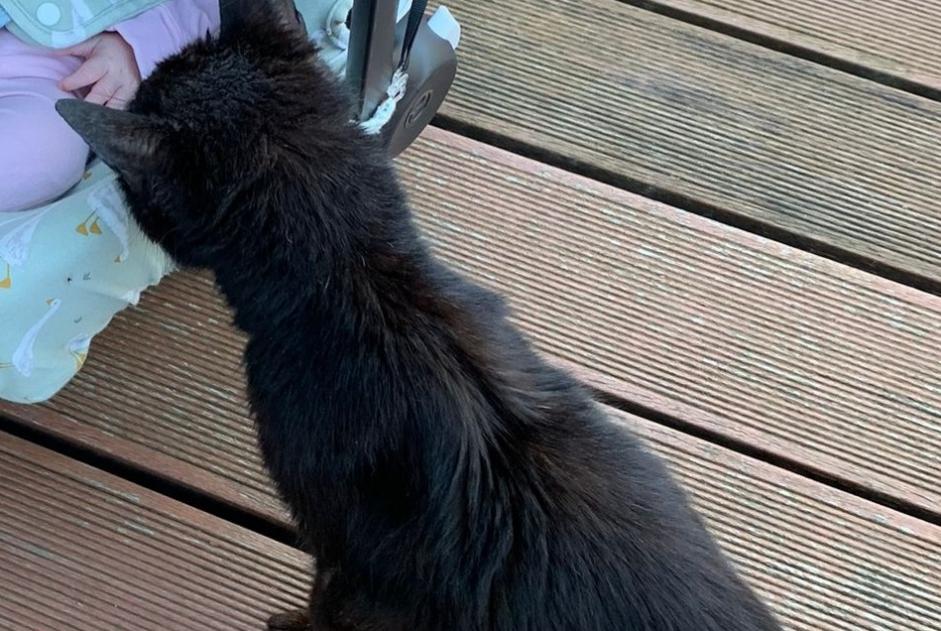 Alerta desaparecimento Gato cruzamento Macho , 16 anos Liège Belgium