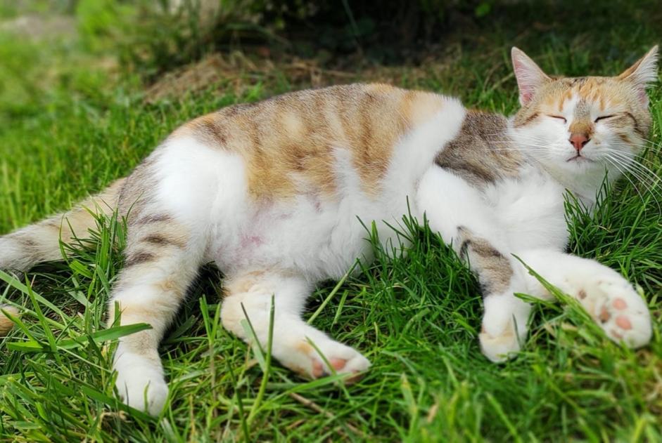 Alerta desaparecimento Gato  Fêmea , 4 anos Nonette-Orsonnette France