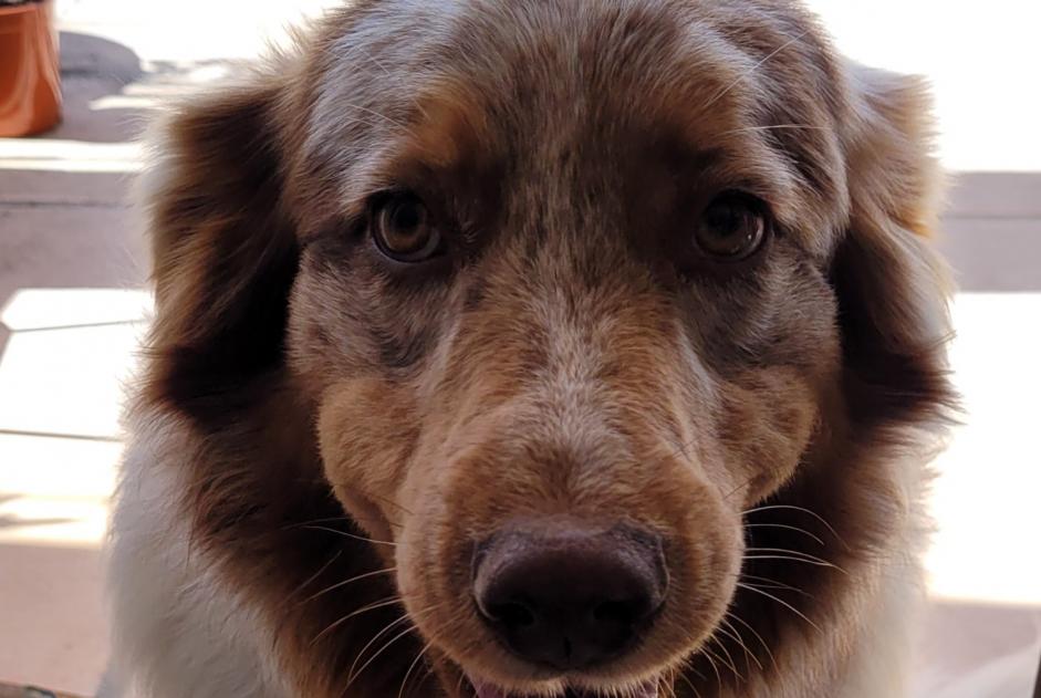 Alerta desaparecimento Cão  Fêmea , 4 anos Castellane France