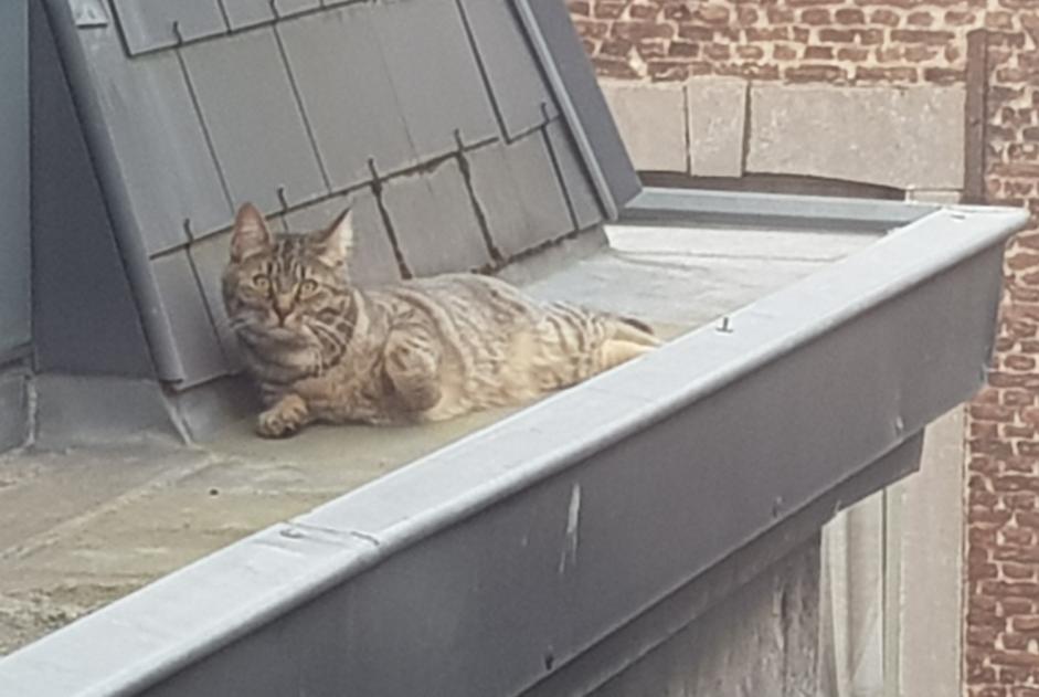 Alerta desaparecimento Gato Macho , 2 anos Liège Belgium