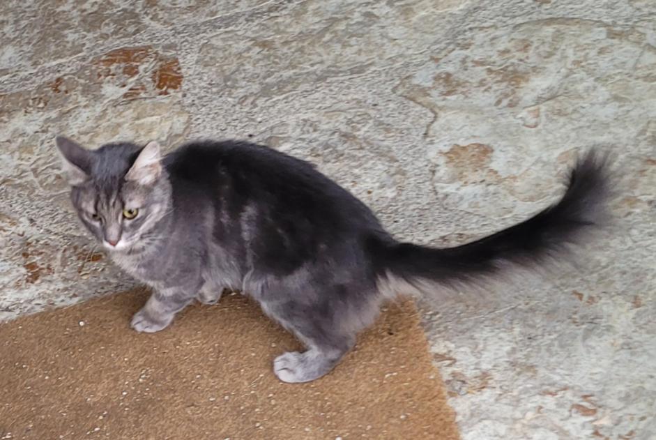 Alerta descoberta Gato Desconhecido Rochefort Switzerland