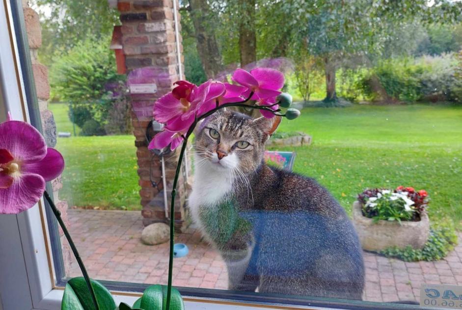 Alerta descoberta Gato Fêmea Saint-Georges-sur-Meuse Belgium