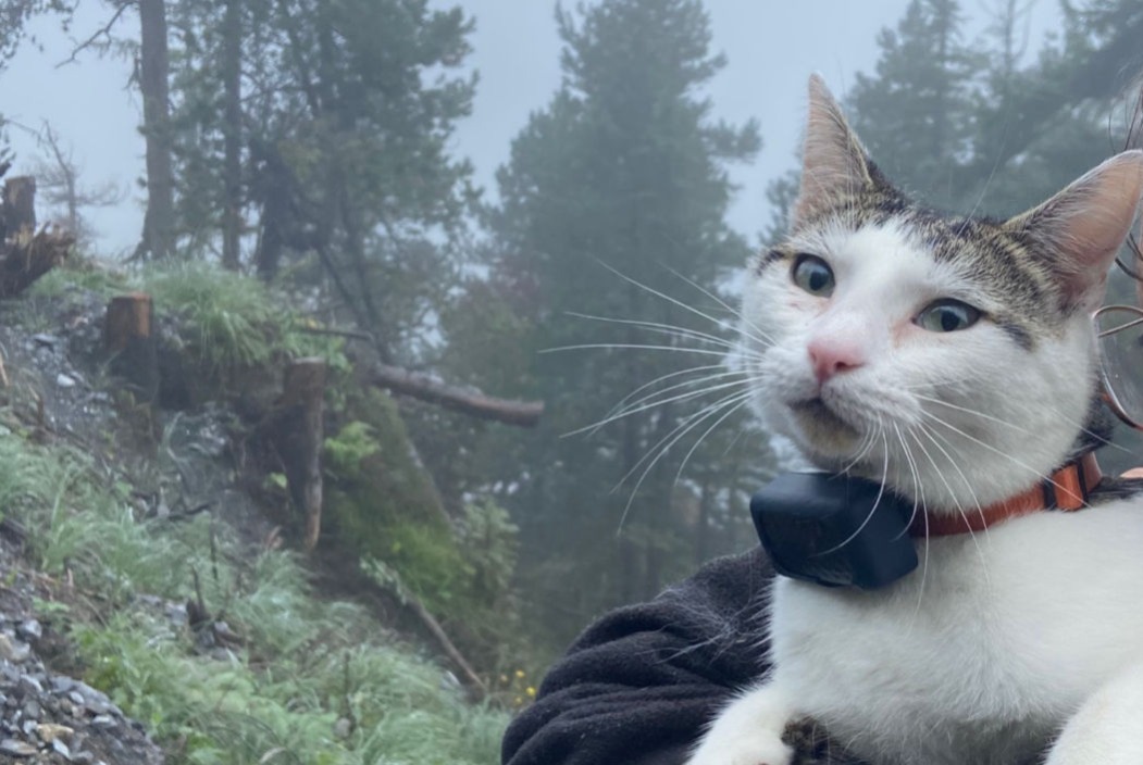 Alerta desaparecimento Gato Macho , 3 anos Kandersteg Switzerland