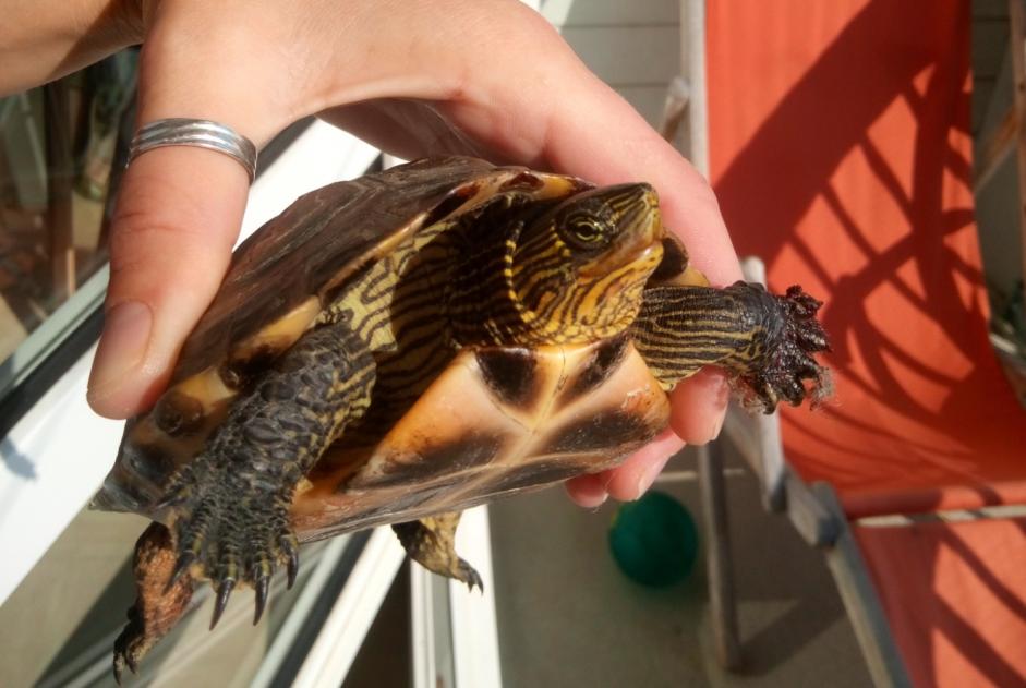 Alerta descoberta Tartaruga Desconhecido Neuville-sur-Sarthe France