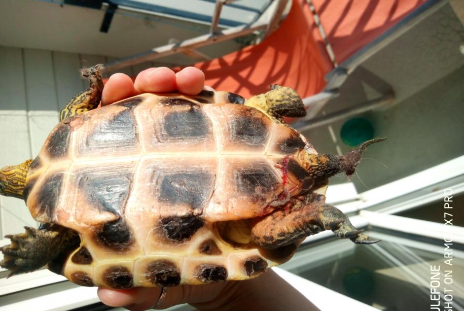 Alerta descoberta Tartaruga Desconhecido Neuville-sur-Sarthe France