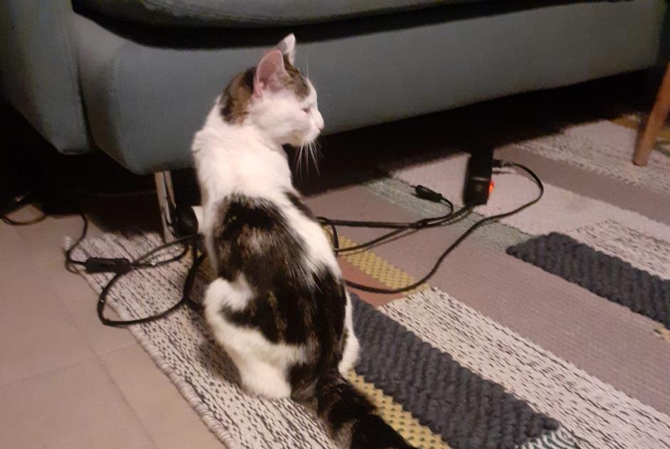 Alerta descoberta Gato Desconhecido Molenbeek-Saint-Jean Belgium