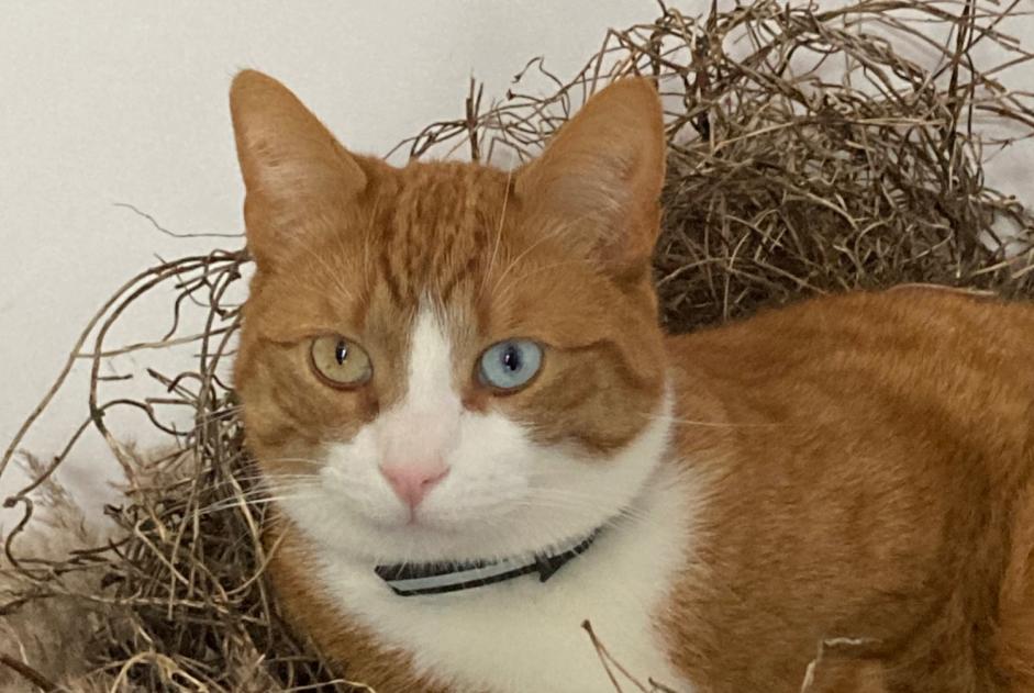 Alerta desaparecimento Gato cruzamento Macho , 4 anos Grimbergen Belgium