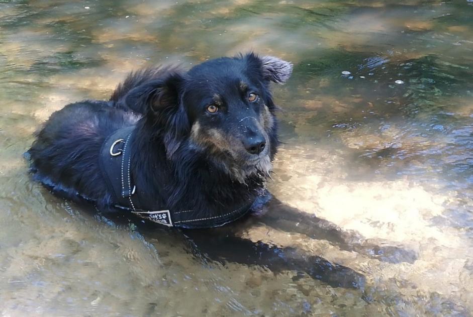 Alerta desaparecimento Cão cruzamento Macho , 4 anos Languidic France