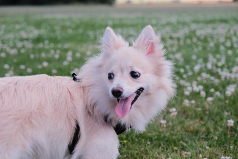 Alerta desaparecimento Cão  Fêmea , 1 anos Leuze-en-Hainaut Belgium